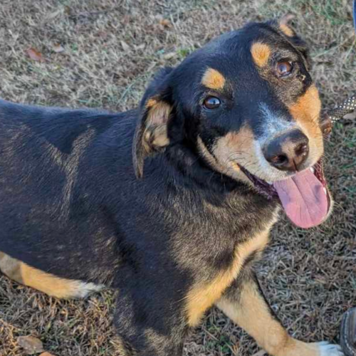 Australian Shepherd mix