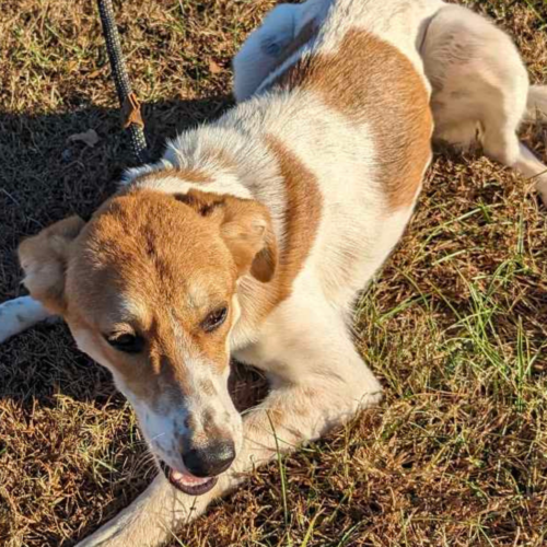 9-month-old Aussie mix