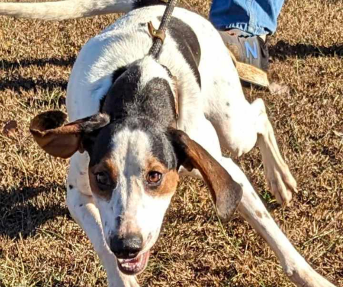 18-month-old Walker Hound