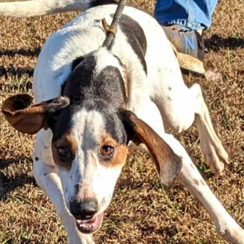 18-month-old Walker Hound