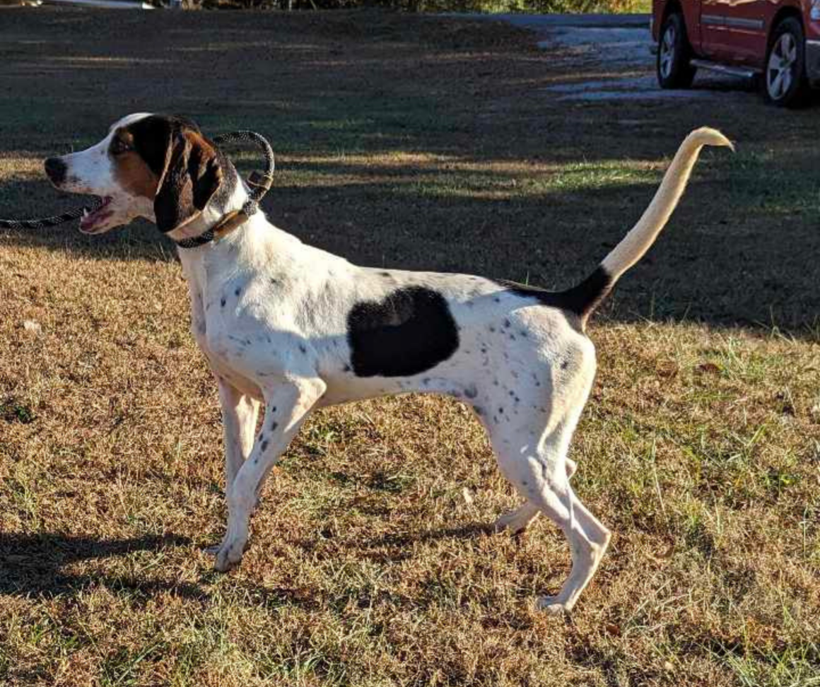 18-month-old Walker Hound