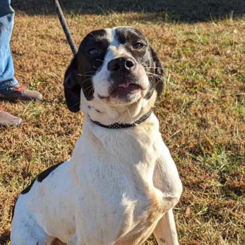 18-month-old blend of Boxer and Beagle