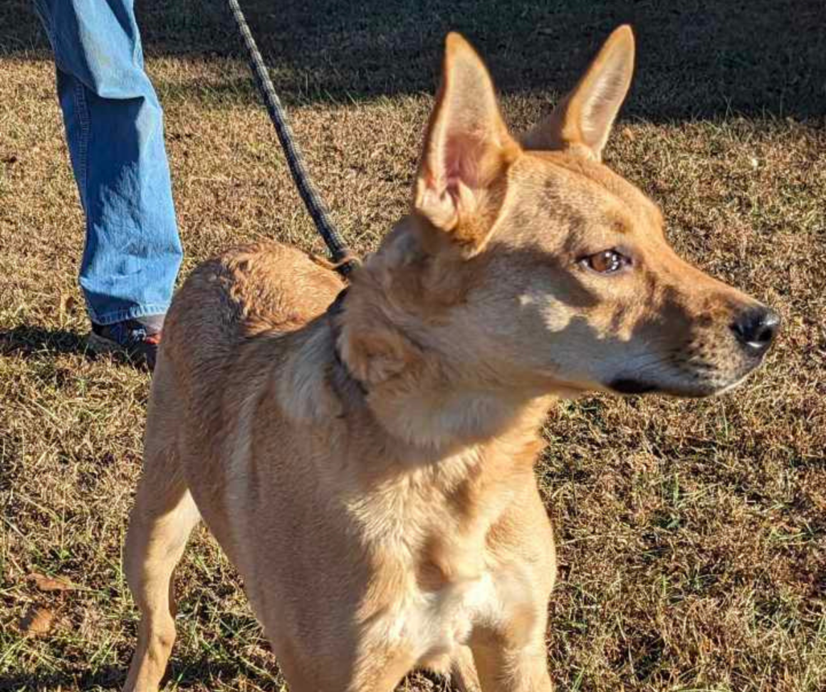 10-month-old Cattle Dog mix