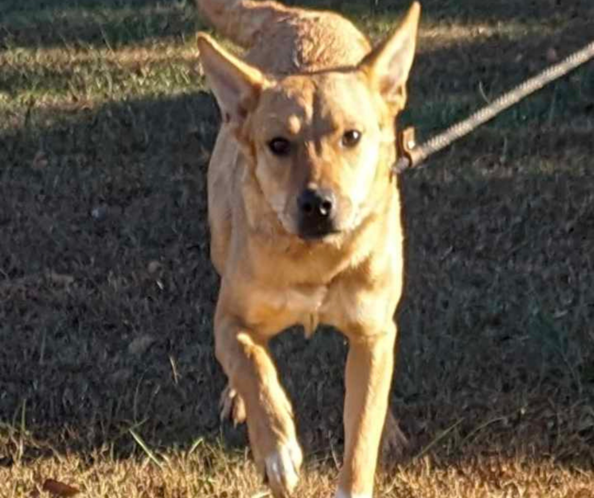 10-month-old Cattle Dog mix