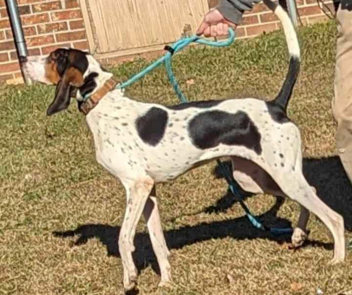 8-month-old Walker Hound