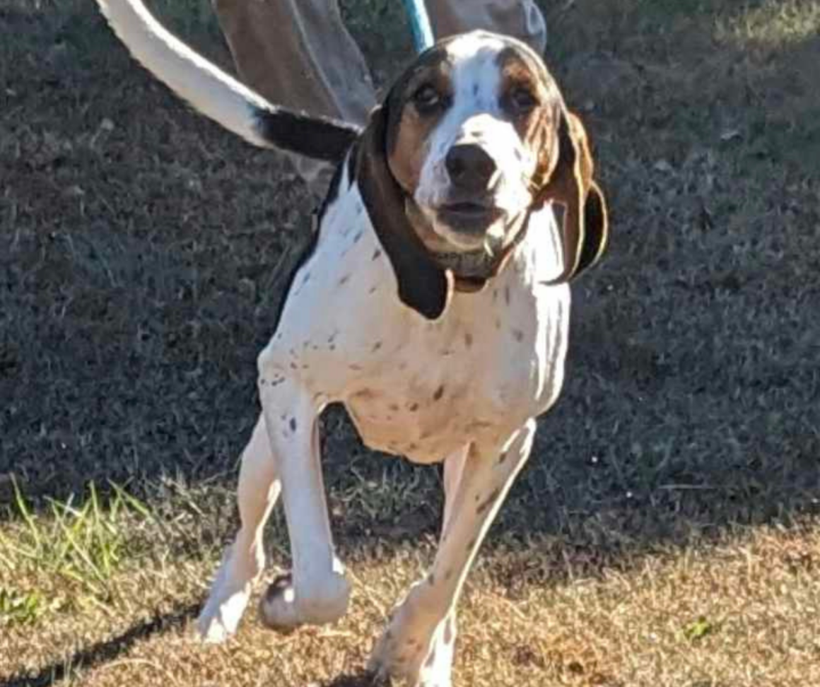 8-month-old Walker Hound