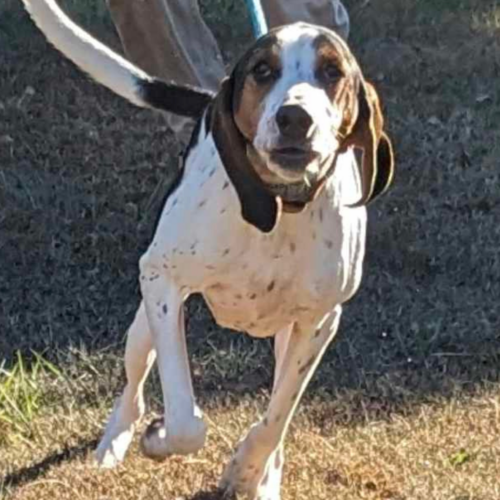 8-month-old Walker Hound