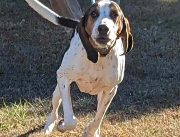 wanda 8-month-old Walker Hound