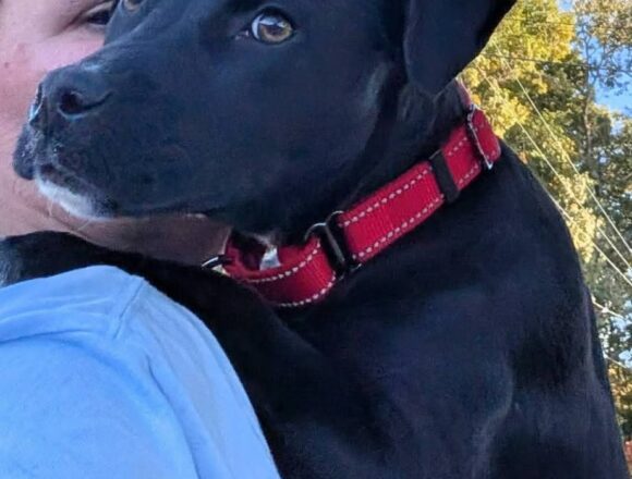 knuckleboom Knuckleboom